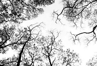 Černobílá fototapeta Větve stromů 1309